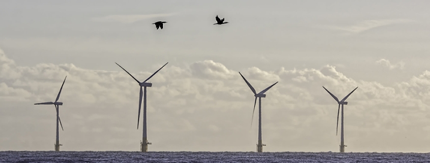 Windmolens en vogels
