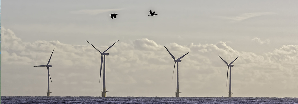 Windmolens en vogels